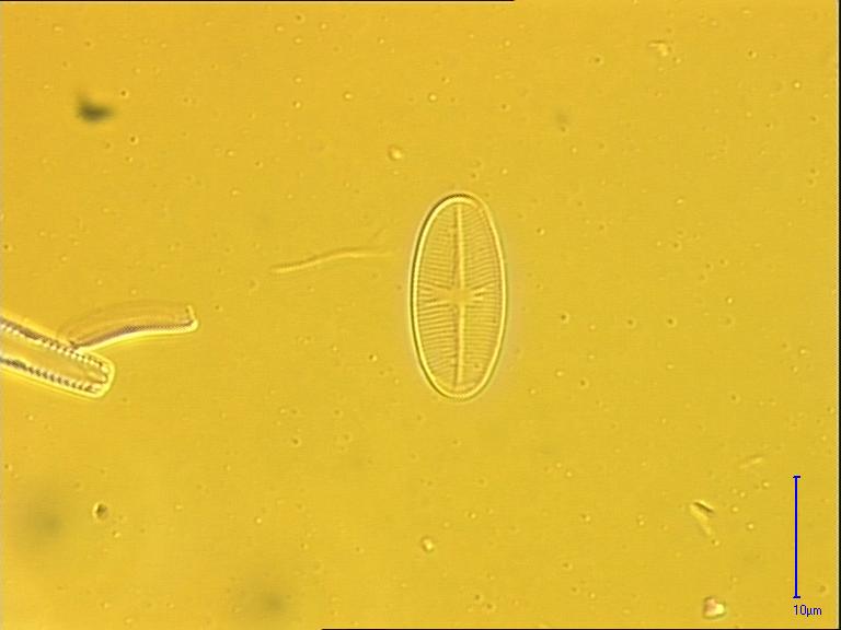 Achnanthidium bioretii, (Germain) Edlund, 1994 | Sandre 